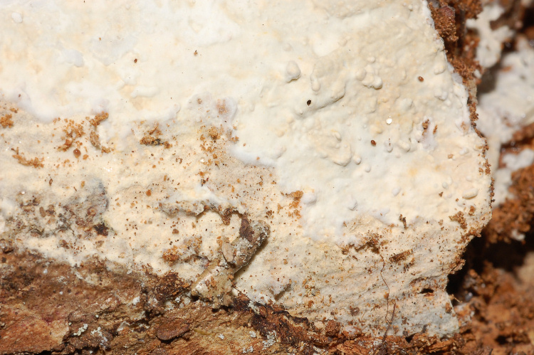 Quale Hyphoderma? (H. praetermissum?)